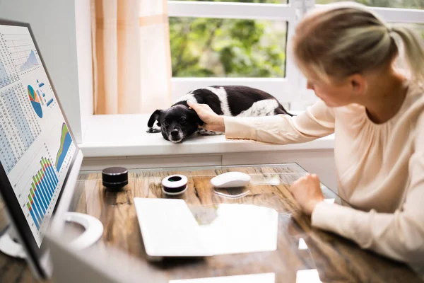 Kvinna Med Affärsdator Hemma Med Hund — Stockfoto