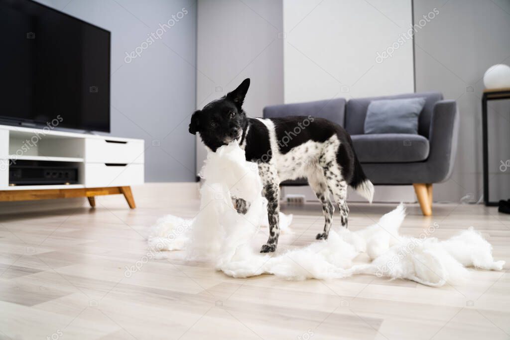 Funny Dog Behavior And Disobey. Home Mess