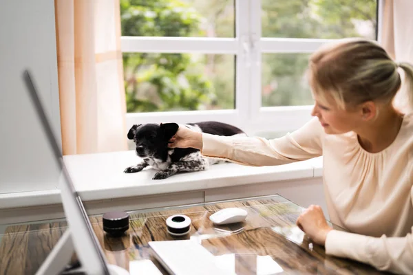 Woman Using Business Computer At Home With Dog