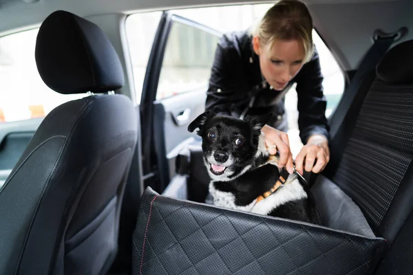 シートブースターで安全なベルトで車の中で女性のファスニング犬 — ストック写真