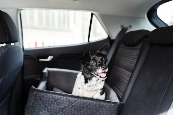 Собака Автомобиле Ремнем Безопасности Сиденье Booster — стоковое фото