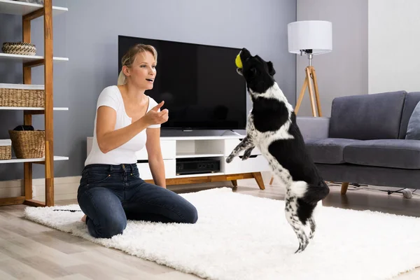 Woman Training Playing Pet Dog Home — Stock Photo, Image