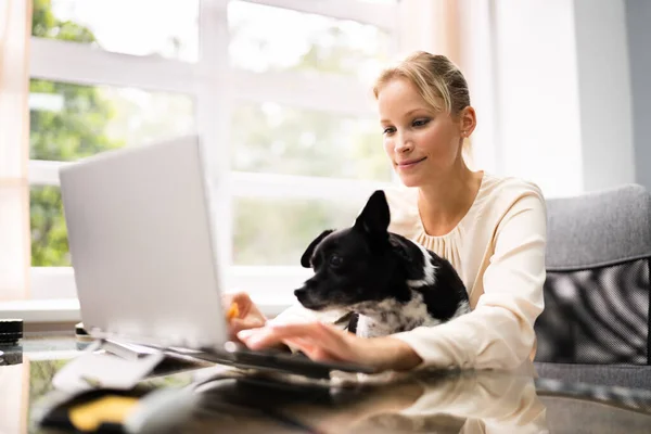 犬とノートパソコンで働くビジネス女性 ストック写真