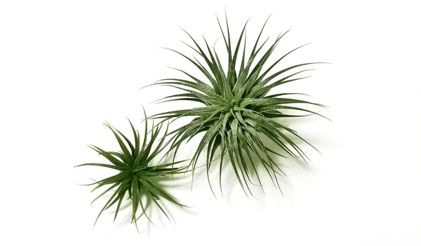 Duas Pequenas Plantas Spiky Ionantha Air Isoladas Branco Imagem De Stock