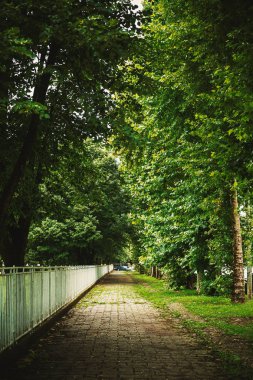 Açık havada park, yaz yağmurlu gün Sırbistan. 
