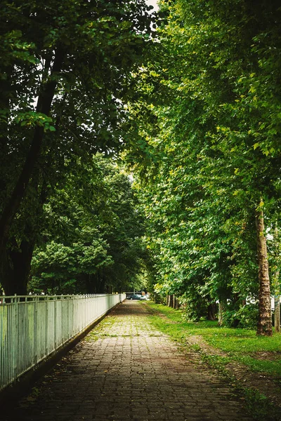 Açık havada park, yaz yağmurlu gün Sırbistan. 