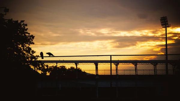 日落在体育围场 有趣的二个乌鸦在篱芭 — 图库照片