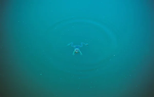 Composizione Semplice Una Rana Acqua Sporca — Foto Stock