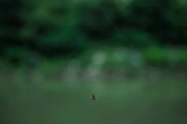 Detalhes Rede Aranha Com Pequena Aranha Marrom Fundo Verde Embaçado — Fotografia de Stock