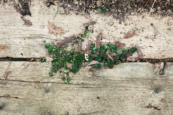 Planken en planten — Stockfoto