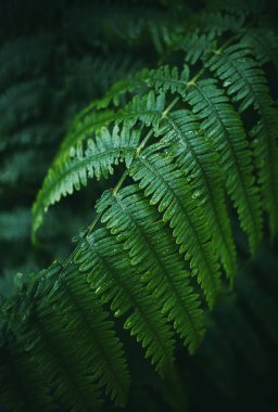 ferns closeup 