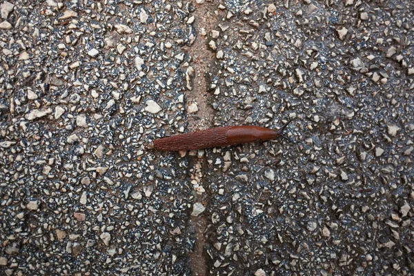 Skogssnigel på våt asfalt — Stockfoto