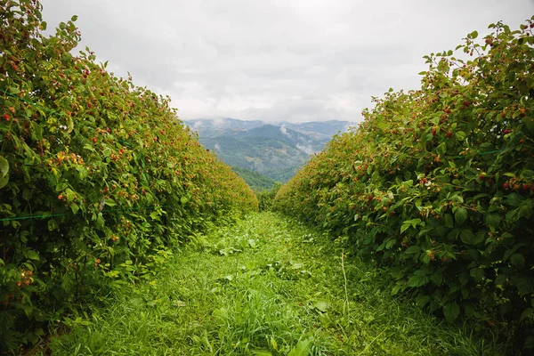 Champs de framboise en Serbie — Photo