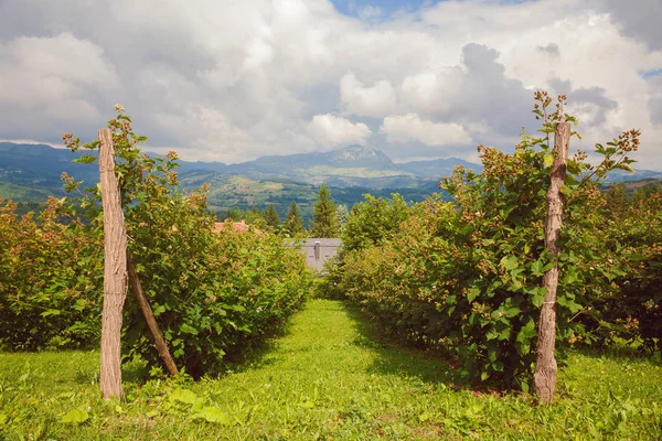 Champs de framboises — Photo