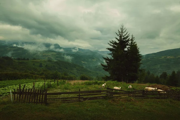 Moutons à la ferme — Photo