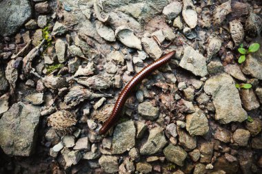 Kayalar üzerinde kırkayak