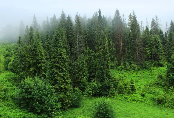 Fog over the coniferous forest. Landscape. Wild nature.
