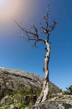 Köşedeki parlak güneş ile bükülmüş ve boğumlu ağacı. Norveç'te bodur ağaç.