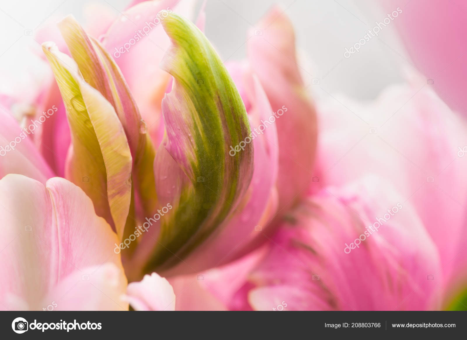 オウム チューリップ花クローズ アップ柔らかい照明で浅いフォーカスを使用しています ソフトで優しい春の花チューリップ自然な背景 抽象的なチューリップの 壁紙 ストック写真 C Taratata