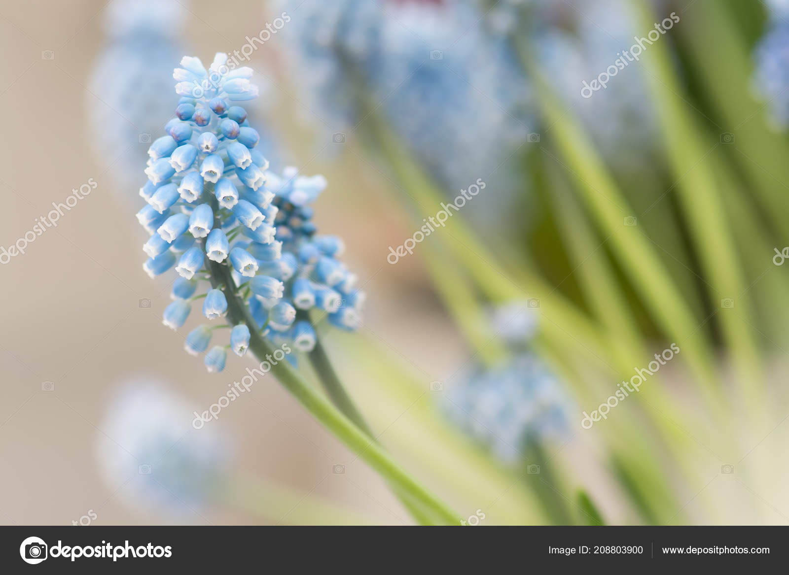 Blue Muscari Selective Focus Spring Flowers Muscari Flower Natural Blue Muscari Selective Focus Spring Flowers Muscari Flower Natural