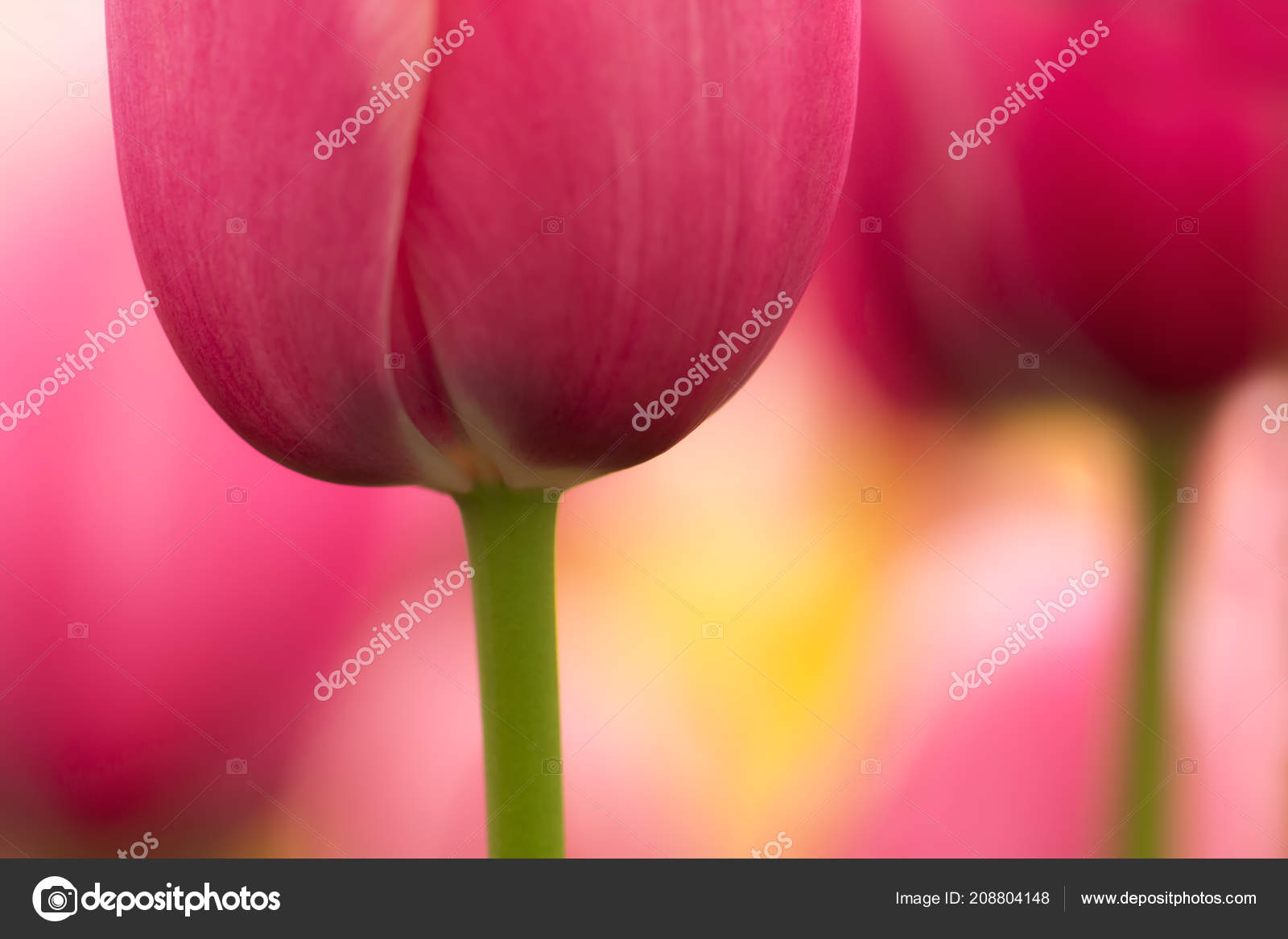 水彩のピンクのチューリップの花のクローズ アップは 柔らかい照明で浅いフォーカスを使用して ソフトで優しい春チューリップ花の自然な背景 抽象的なピンク チューリップの壁紙 ストック写真 C Taratata