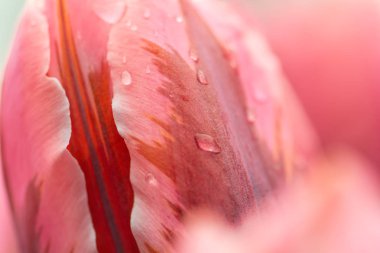 Pembe lale çiçek, yakın çekim yumuşak aydınlatma sığ odak kullanarak doymuş. Yumuşak ve nazik bahar Lale çiçek su damlaları ile yağmur doğal arka plan sonra.