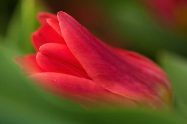 Yumuşak aydınlatma sığ odak kullanarak kırmızı Kaufman Lale çiçek yakın çekim. Yumuşak ve nazik bahar Lale çiçek doğal arka plan. Çiçek bulanıklık duvar kağıdı.