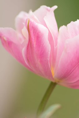 Pembe lale çiçek yakın çekim yumuşak aydınlatma sığ odak kullanarak. Yumuşak ve nazik bahar Lale çiçek doğal arka plan. Pastel renkli soyut lale. Çiçek bulanıklık.