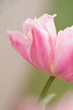 Pembe lale çiçek yakın çekim yumuşak aydınlatma sığ odak kullanarak. Yumuşak ve nazik bahar Lale çiçek doğal arka plan. Pastel renkli soyut lale. Çiçek bulanıklık.