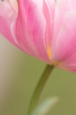 Pembe lale çiçek yakın çekim yumuşak aydınlatma sığ odak kullanarak. Yumuşak ve nazik bahar Lale çiçek doğal arka plan. Pastel renkli soyut lale. Çiçek bulanıklık.