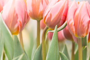 Yumuşak aydınlatma sığ odak kullanarak mercan pembe Lale çiçek yakın çekim. Yumuşak ve nazik bahar Lale çiçek doğal arka plan. Lale flowerbed tek çiçek tarih seçici odak ile.