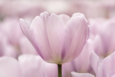 Işık Lila Lale çiçek yakın çekim yumuşak aydınlatma sığ odak kullanarak. Yumuşak ve nazik bahar çiçek doğal arka plan. Lale flowerbed tek çiçek tarih seçici odak ile.