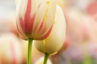 İki Lale çiçek yakın çekim yumuşak aydınlatma sığ odak kullanarak. Yumuşak ve nazik bahar çiçek doğal arka plan. Beyaz ve kırmızı karışık renk bulanıklık lale soyut duvar kağıdı.