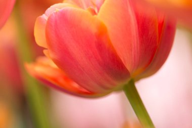 Yumuşak aydınlatma sığ odak kullanarak papağan Lale çiçek yakın çekim. Yumuşak ve nazik bahar çiçek doğal arka plan. Kırmızı ve sarı karışık renkli lale ile flowerbed. Lale duvar kağıdı bulanıklık.