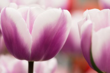 Mor ve Beyaz Lale çiçek yakın çekim yumuşak aydınlatma sığ odak kullanarak. Yumuşak ve nazik bahar çiçek doğal arka plan.