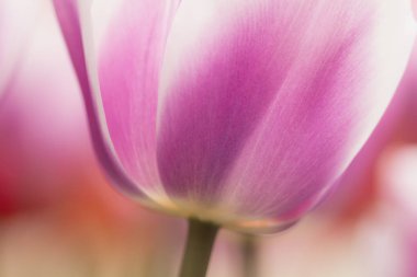 Mor ve Beyaz Lale çiçek yakın çekim yumuşak aydınlatma sığ odak kullanarak. Yumuşak ve nazik bahar çiçek doğal arka plan.