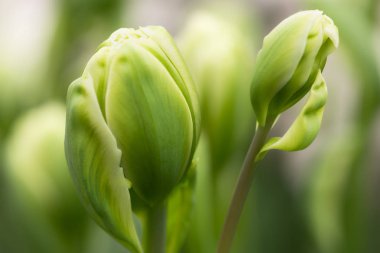 Yeşil Lale çiçek burgeons yakın çekim yumuşak aydınlatma sığ odak kullanarak. Yumuşak ve nazik bahar Lale çiçek doğal arka plan. Yeşil lale duvar kağıdı burgeons.