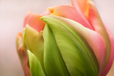 Mercan pembe renkli Lale çiçek yakın, yumuşak aydınlatma sığ odak kullanarak. Yumuşak ve nazik bahar Lale çiçek doğal arka plan. Soyut doğal Lale çiçek duvar kağıdı.