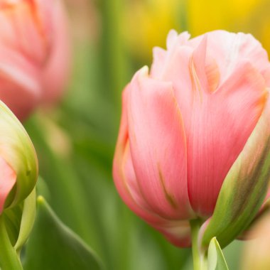 Mercan pembe renkli Lale çiçek yakın, yumuşak aydınlatma sığ odak kullanarak. Yumuşak ve nazik bahar Lale çiçek doğal arka plan. Soyut doğal Lale çiçek duvar kağıdı.