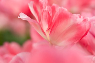 Pembe lale çiçek yakın çekim yumuşak aydınlatma sığ odak kullanarak. Yumuşak ve nazik bahar Lale çiçek doğal arka plan. Pembe lale flowerbed üzerinde. Lale duvar kağıdı.