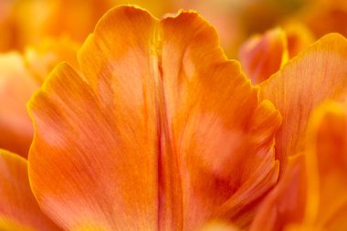 Yumuşak aydınlatma sığ odak kullanarak turuncu lale çiçek petal yakın çekim. Yumuşak ve nazik bahar Lale çiçek doğal arka plan. Orange tulip petal duvar kağıdı.