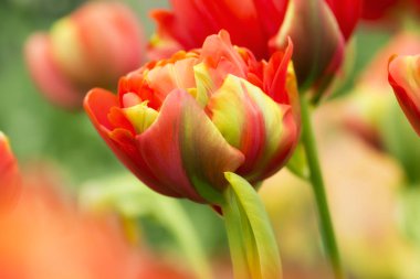 Yumuşak aydınlatma sığ odak kullanarak kırmızı ve yeşil papağan Lale çiçek yakın çekim. Yumuşak ve nazik bahar Lale çiçek doğal arka plan. Canlı Lale çiçek duvar kağıdı.