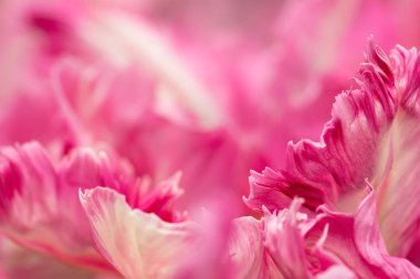 Pembe papağan Lale çiçek petal yakın çekim yumuşak aydınlatma sığ odak kullanarak. Yumuşak ve nazik bahar Lale çiçek petal doğal arka plan. Soyut çiçek duvar kağıdı.