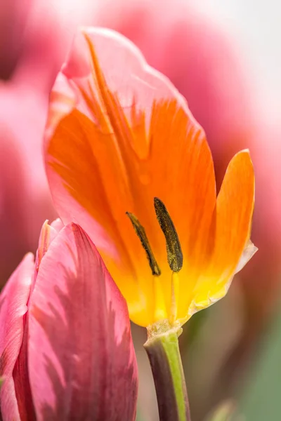 Noyau Fleur Tulipe Rose Avec Étamines Gros Plan Utilisant Une — Photo