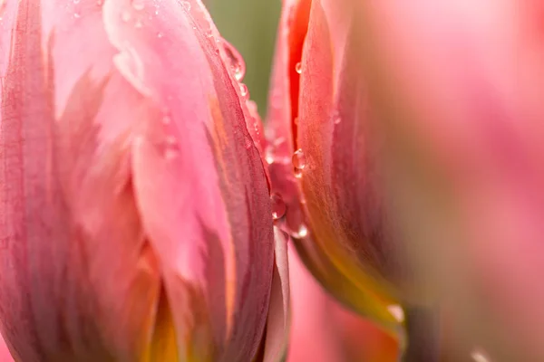 两朵饱和粉红色的郁金香花 特写用浅聚焦在柔和的灯光下 柔软柔和的春郁金香花随雨水自然背景而滴下 雨后两个郁金香壁纸 — 图库照片