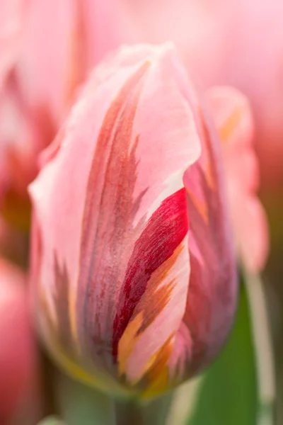 Rosa Tulpan Blomma Närbild Med Grunt Fokus Dämpad Belysning Mjuk — Stockfoto