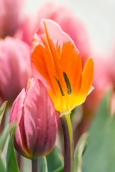 Noyau Fleur Tulipe Rose Avec Étamines Gros Plan Utilisant Une — Photo