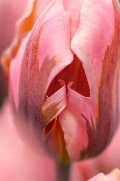 Flor Tulipán Rosa Primer Plano Con Enfoque Superficial Iluminación Suave — Foto de Stock