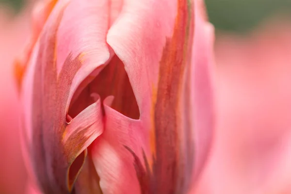 Rosa Tulpenblüte Nahaufnahme Mit Seichtem Fokus Weichem Licht Weiche Und — Stockfoto