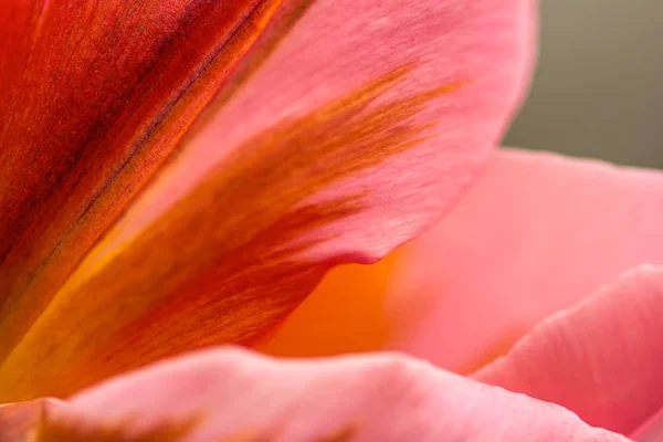 Ροζ Tulip Λουλούδι Πέταλα Κινηματογράφηση Πρώτο Πλάνο Χρησιμοποιώντας Ρηχά Εστίαση — Φωτογραφία Αρχείου